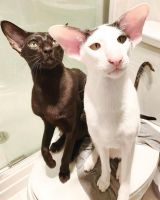 Oriental Shorthair Cats for sale in Colorado Springs, CO, USA. price: $400