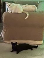 Oriental Shorthair Cats for sale in Las Vegas, NV, USA. price: $600