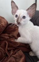 Oriental Shorthair Cats for sale in Astoria, OR 97103, USA. price: NA
