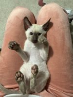 Oriental Shorthair Cats for sale in Minneapolis, Minnesota. price: NA