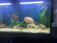 Oscar Fishes for sale in Dalton, MA, USA. price: NA