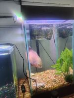 Oscar Fishes for sale in Tumwater, WA 98501, USA. price: NA