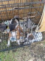 Other Puppies for sale in Spokane, WA, USA. price: NA
