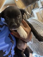 Other Puppies for sale in Nashville, TN, USA. price: NA