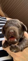 Other Puppies for sale in Beaver, PA, USA. price: NA