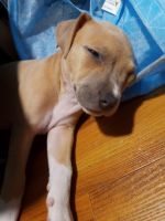 Other Puppies for sale in Sacramento, CA, USA. price: NA