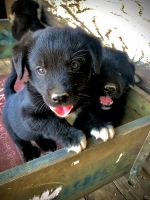 Other Puppies for sale in 12122 W 800 S, Redkey, IN 47373, USA. price: NA