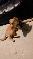 Other Puppies for sale in 3811 Flowerton Rd, Baltimore, MD 21229, USA. price: NA
