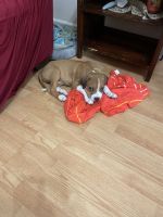 Other Puppies for sale in Fort Mill, SC 29715, USA. price: NA