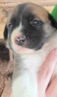 Other Puppies for sale in Leighton, AL 35646, USA. price: NA