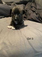 Other Puppies for sale in Phoenix, AZ, USA. price: NA