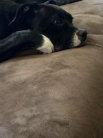 Other Puppies for sale in La Habra, CA 90631, USA. price: NA