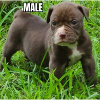 Other Puppies for sale in Jonesboro, GA, USA. price: NA