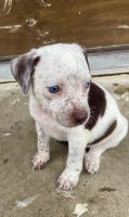 Other Puppies for sale in Dallas, TX 75217, USA. price: NA