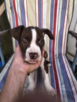 Other Puppies for sale in Dunkirk, NY 14048, USA. price: NA