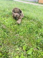 Other Puppies for sale in Edison, NJ, USA. price: NA