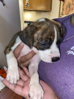 Other Puppies for sale in East Houston, Houston, TX 77028, USA. price: NA