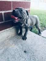 Other Puppies for sale in Houston, TX, USA. price: NA