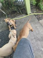 Other Puppies for sale in Jacksonville, FL, USA. price: NA