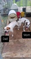 Other Puppies for sale in Roper, NC 27970, USA. price: NA