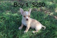 Other Puppies for sale in Buckeye, AZ 85326, USA. price: NA
