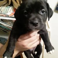 Other Puppies for sale in 13450 SW 66th Rd, Rushville, MO 64484, USA. price: NA