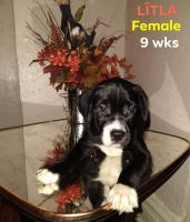 Other Puppies for sale in Chicago, IL, USA. price: NA