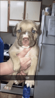 Other Puppies for sale in Kansas City, MO, USA. price: NA