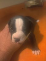 Other Puppies for sale in Belle Vernon, PA 15012, USA. price: NA