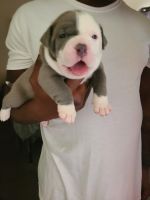 Other Puppies for sale in 750 W Baseline Rd, Tempe, AZ 85283, USA. price: NA