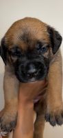 Other Puppies for sale in St Charles, MO, USA. price: NA