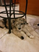 Other Puppies for sale in Barnegat Township, NJ, USA. price: NA