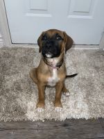 Other Puppies for sale in Baltimore, MD, USA. price: NA
