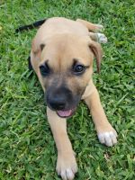 Other Puppies for sale in Homestead, FL, USA. price: NA