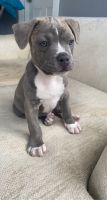 Other Puppies for sale in Rio Linda, CA, USA. price: NA