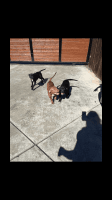 Other Puppies for sale in Los Angeles, CA, USA. price: NA