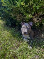 Other Puppies for sale in Richardson, TX, USA. price: NA