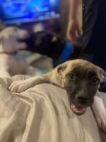 Other Puppies for sale in Lebanon, TN, USA. price: NA