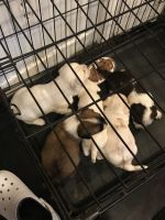 Other Puppies for sale in Fairburn, GA, USA. price: NA
