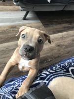 Other Puppies for sale in Oxnard, CA 93030, USA. price: NA