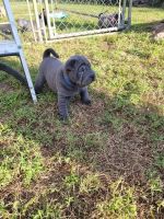 Other Puppies for sale in Inverness, FL, USA. price: NA