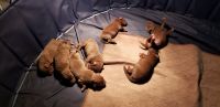Other Puppies for sale in North Branch, MN, USA. price: NA