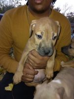 Other Puppies for sale in Decatur, IL, USA. price: NA