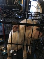 Other Puppies for sale in Brooklyn, NY, USA. price: NA