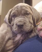 Other Puppies for sale in S Longwood Dr, Chicago, IL, USA. price: NA
