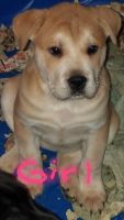 Other Puppies for sale in Harrisonburg, VA, USA. price: NA