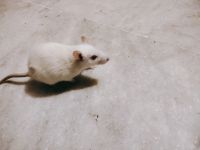 Other Rodents for sale in Prayagraj, Uttar Pradesh, India. price: 200 INR
