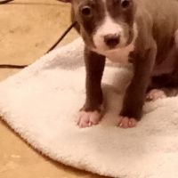 Other Puppies for sale in Coral Springs, FL, USA. price: NA
