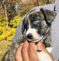 Other Puppies for sale in Washington, DC, USA. price: NA