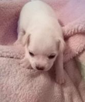 Other Puppies for sale in Dayton, TX 77535, USA. price: NA